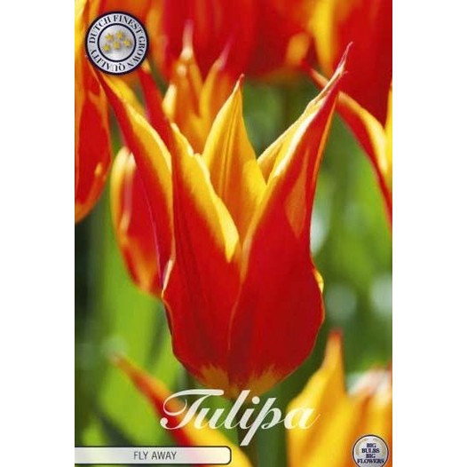 Tulpan Fly Away 7-pack